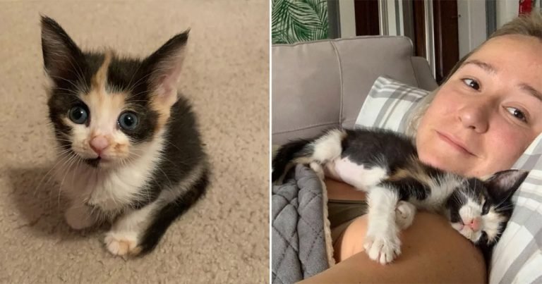 Mujer no podía dejar de pensar en la gatita que ayudó y condujo horas para adoptarla