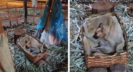 Mujer pasa por la escena de la Natividad y nota a alguien durmiendo en el pesebre