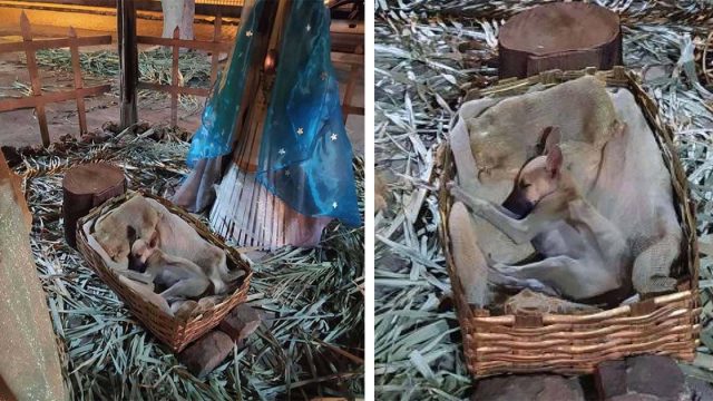 Mujer pasa por escena de la Natividad y nota a alguien en el pesebre