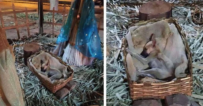 Mujer pasa por escena de la Natividad y nota a alguien en el pesebre
