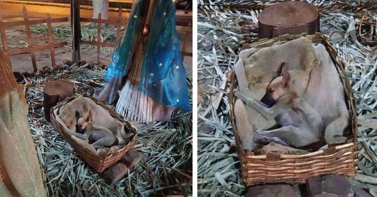 Mujer pasa por escena de la Natividad y nota a alguien en el pesebre