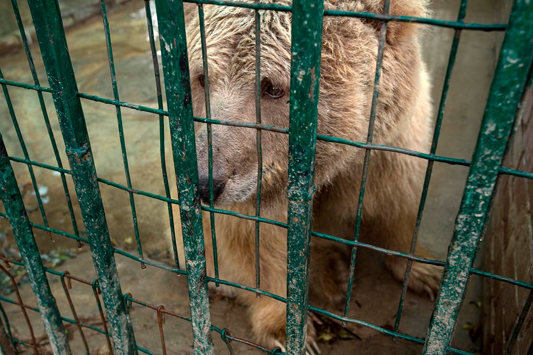 Oso en mal estado