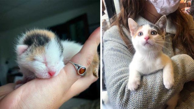 Pequeño gatito encontrado solo en un arbusto se convierte en un hermoso gato