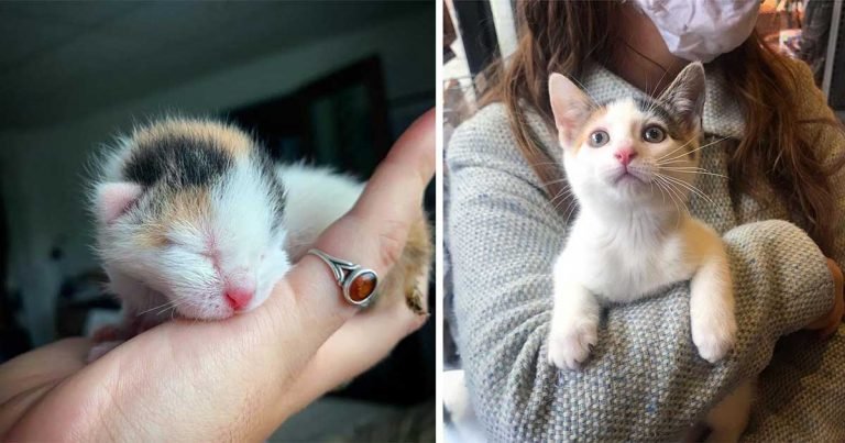 Pequeño gatito encontrado solo en un arbusto se convierte en un hermoso gato