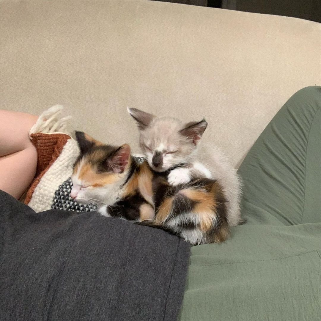 Pequeños gatitos hermanos
