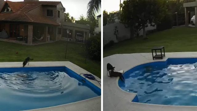 Perrita captada en cámara salvando a perro de 14 años