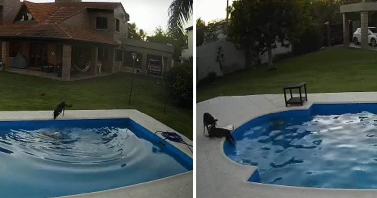 Perrita captada en cámara salvando a perro de 14 años