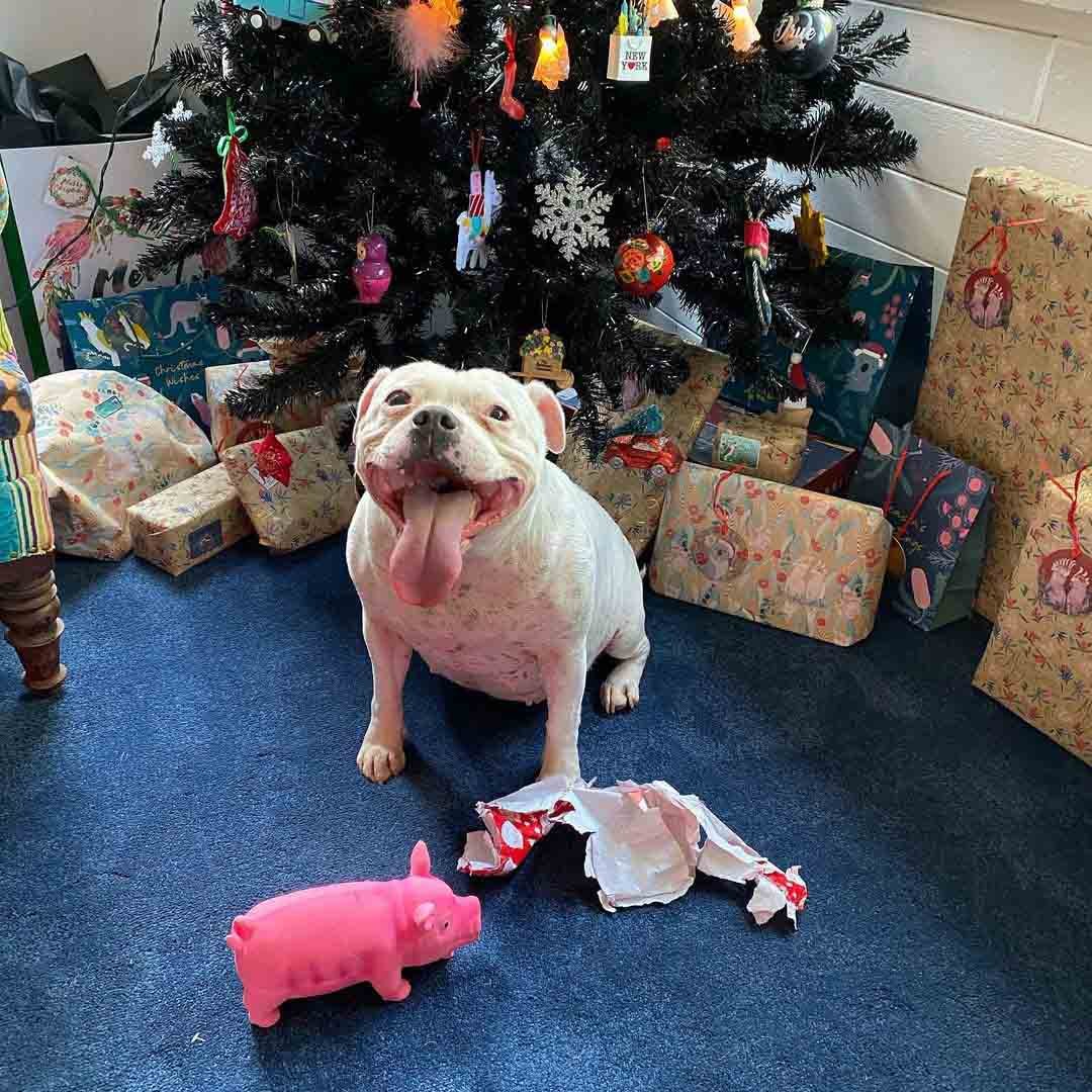 Perrita descubre cual es su regalo de navidad