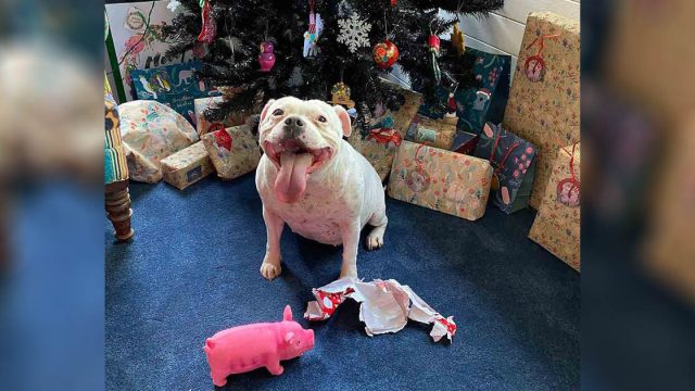 Perrita descubre cuál es su regalo e inmediatamente lo desenvuelve