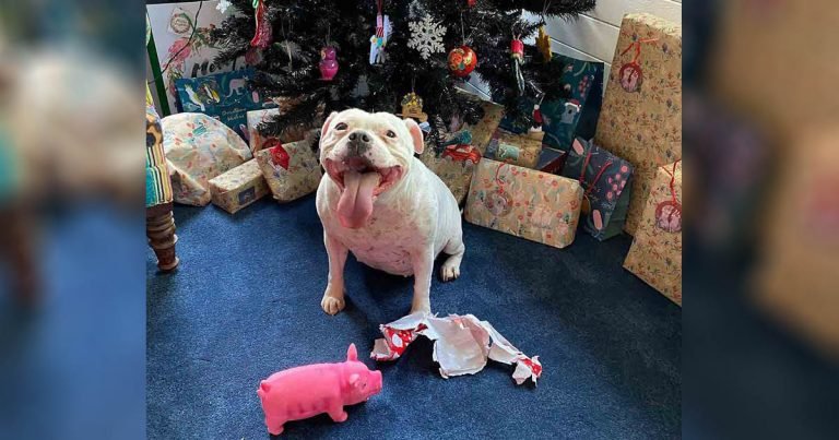 Perrita descubre cuál es su regalo e inmediatamente lo desenvuelve