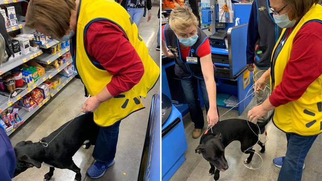 Perrita que estuvo desaparecida durante semanas apareció