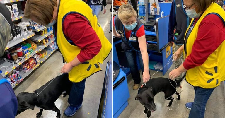 Perrita que estuvo desaparecida durante semanas apareció