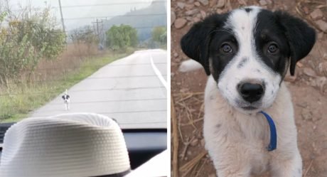 Perrito sin hogar corre detrás de un auto exigiendo ser rescatado