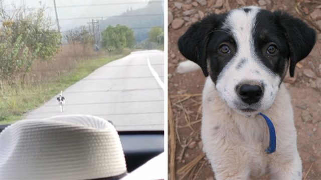 Perrito sin hogar corre detrás de un auto exigiendo ser rescatado