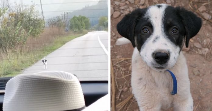 Perrito sin hogar corre detrás de un auto exigiendo ser rescatado