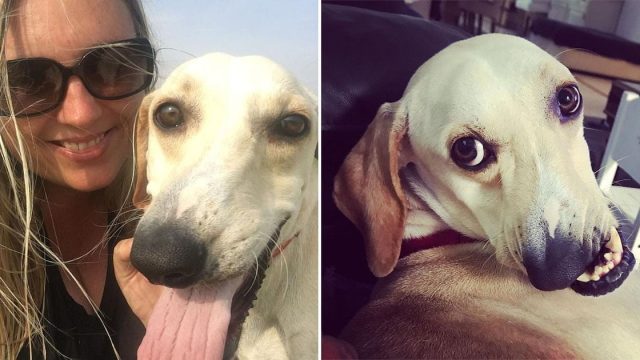 Perro de cara torcida se convierte en estrella