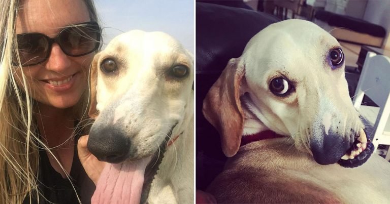 Perro de cara torcida se convierte en estrella