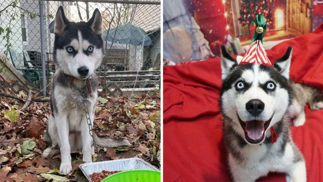 Perro quedó atado valla 5 días