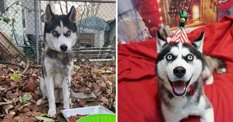 Perro quedó atado valla 5 días