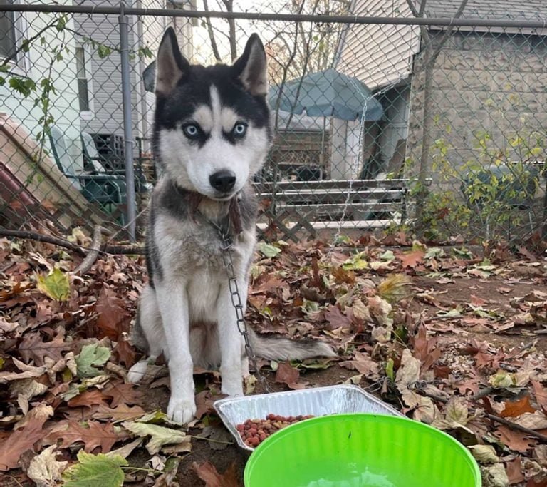 Perro quedó atado a una valla durante 5 días porque lo dejaron al mudarse
