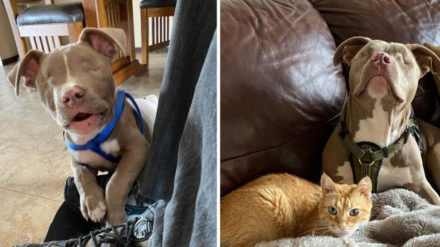 Pitbull cachorro ciego cambia vida gato desconsolado