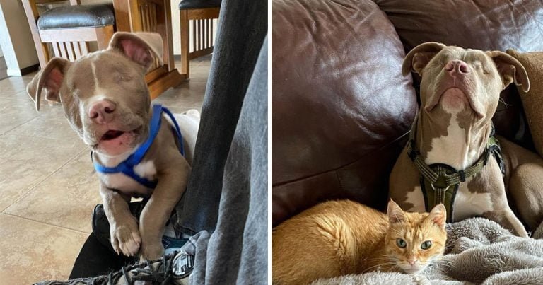 Pitbull cachorro ciego cambia vida gato desconsolado