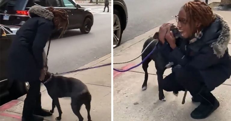 Pitbull no puede creer que esté viendo a mamá después de un año en las calles