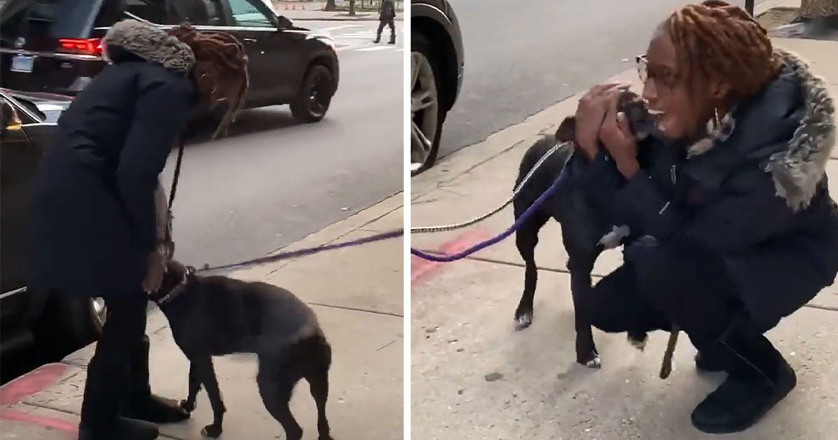 Pitbull no puede creer que esté viendo a mamá después de un año en las calles