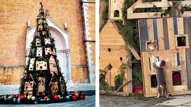 Un grupo de adorables gatos reclaman el árbol de Navidad de la ciudad como propio