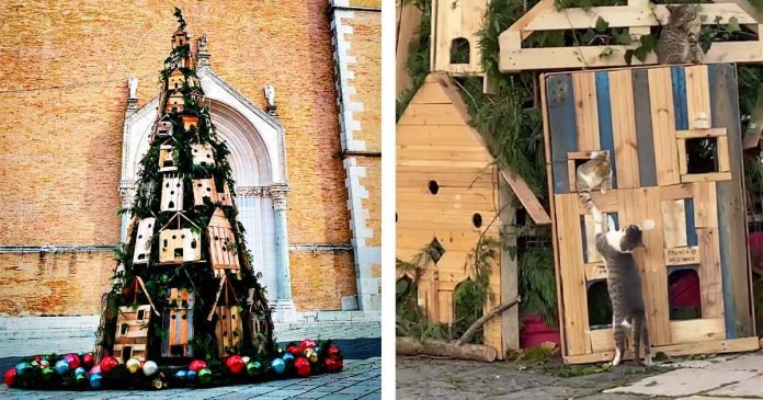 Un grupo de adorables gatos reclaman el árbol de Navidad de la ciudad como propio
