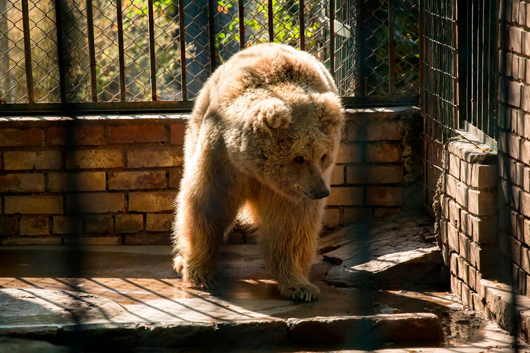 Zoológico de Paquistán