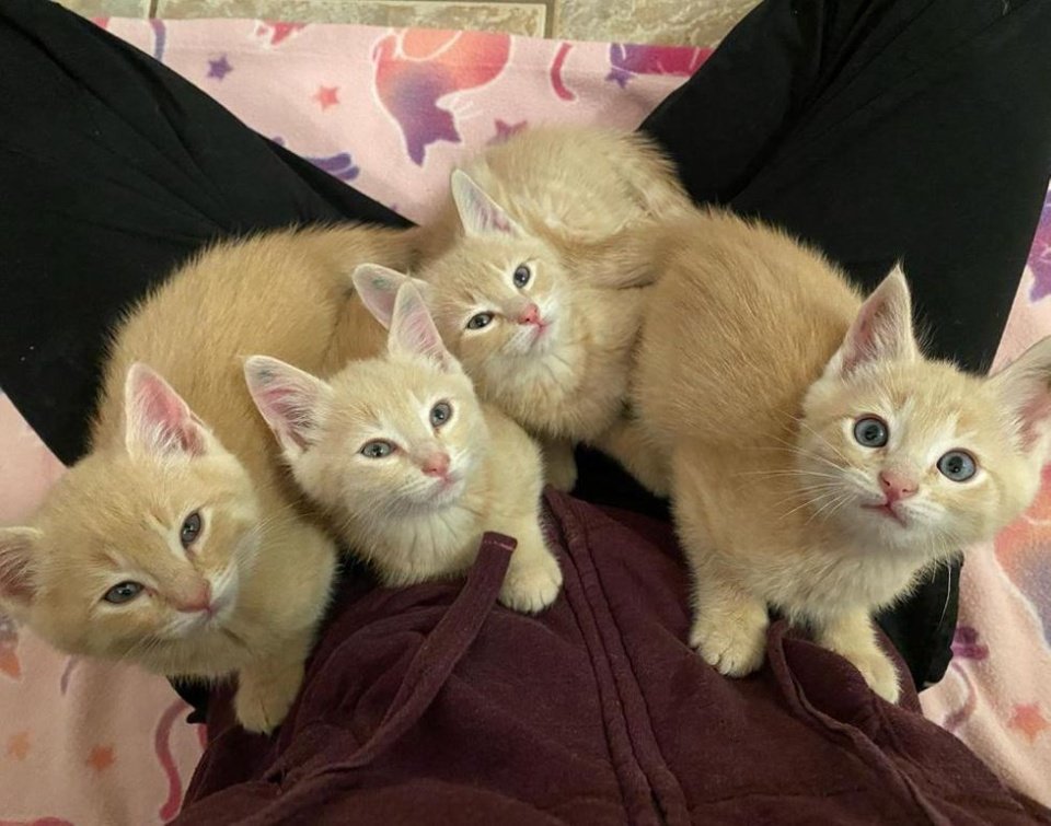 gatitos rescatados