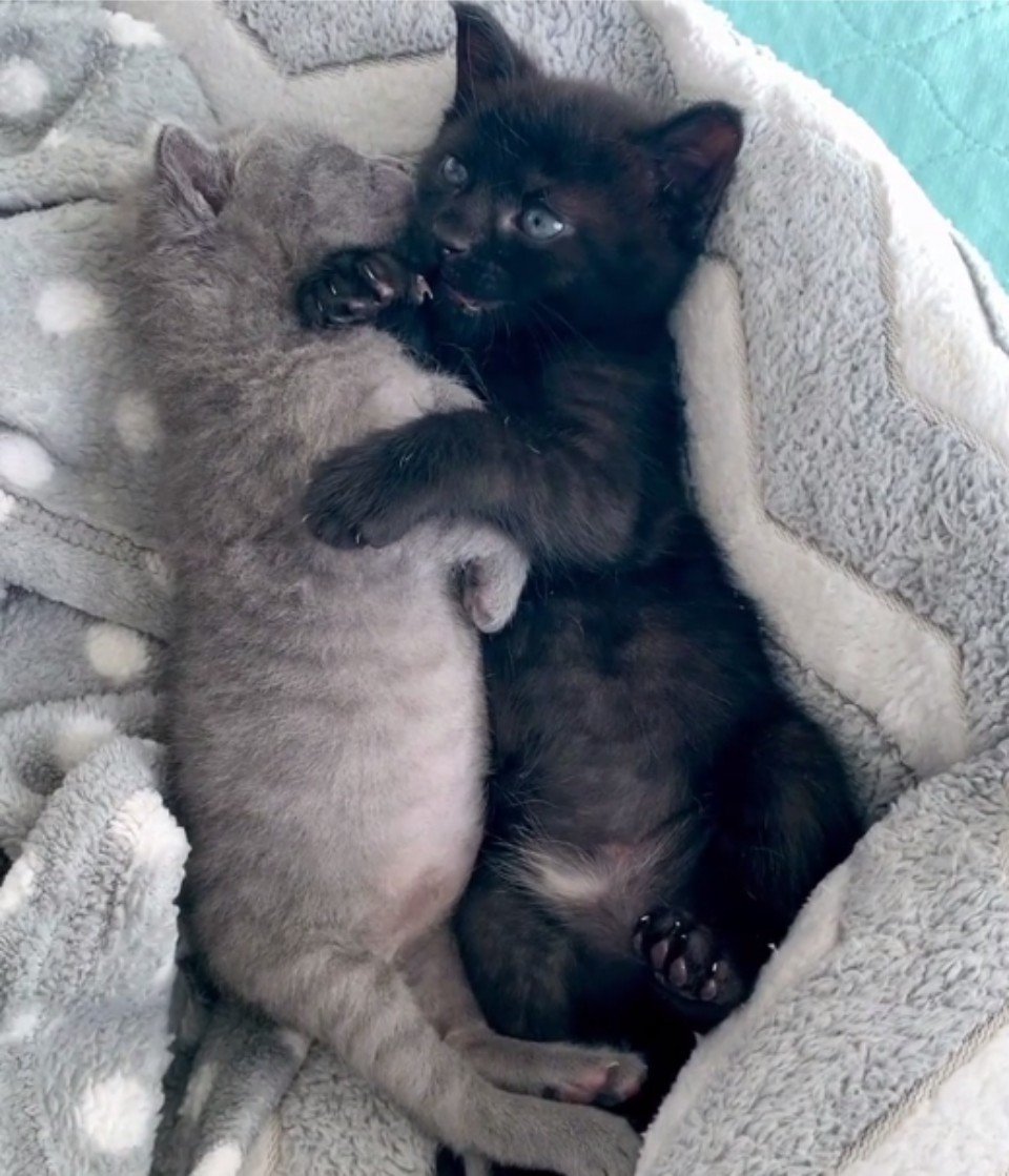 gatitos amor hermanos