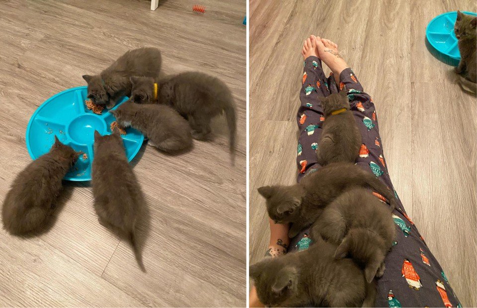 gatitos grises rescatados