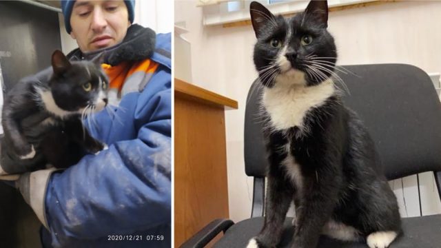 gato nombrado ministro ruso