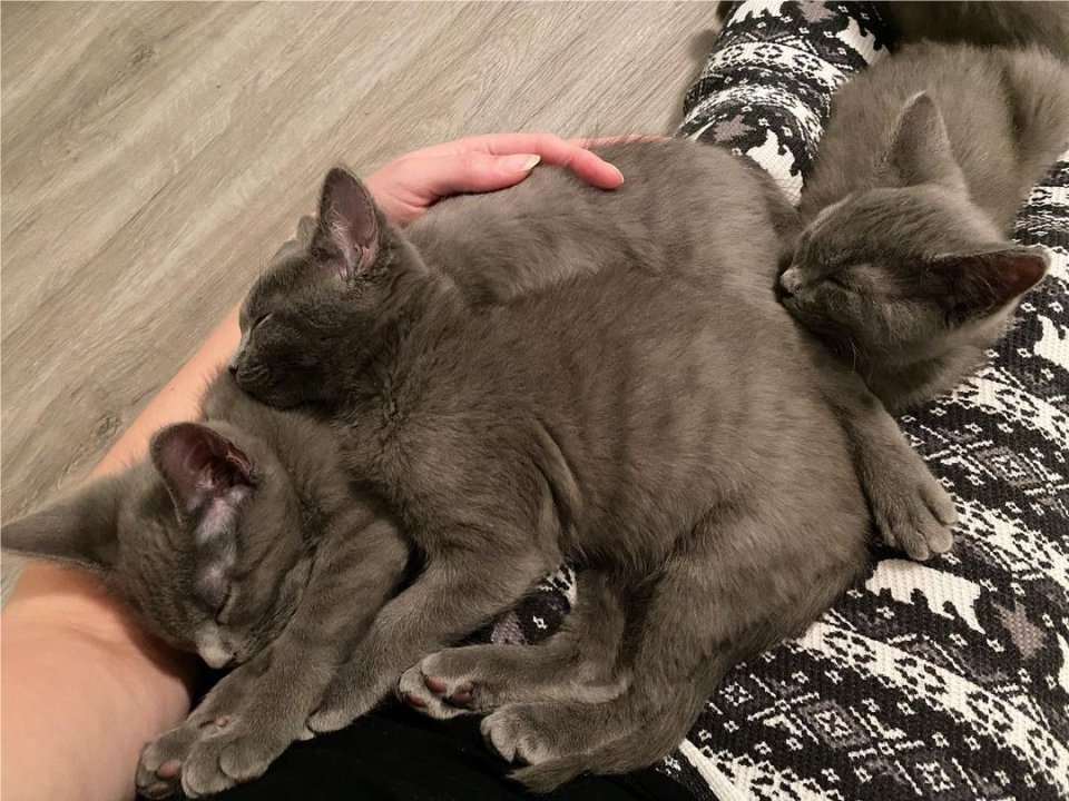 gatos grises en regazo