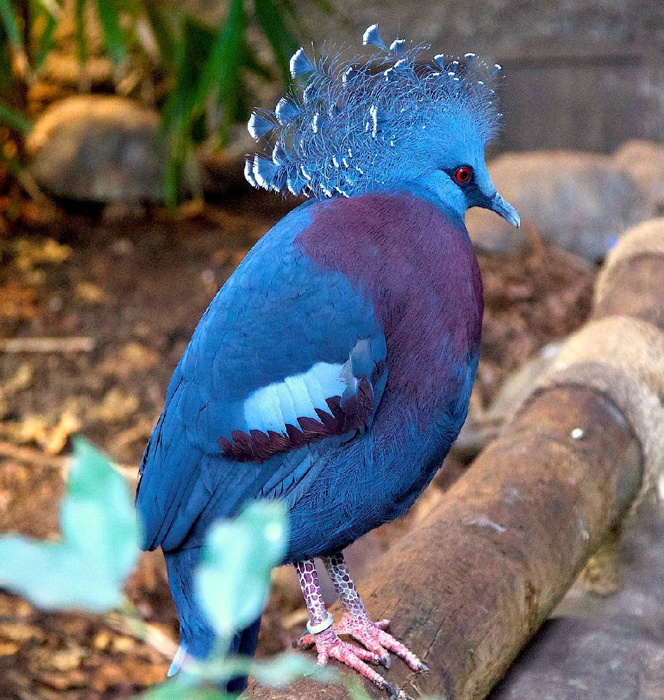 paloma azul enorme