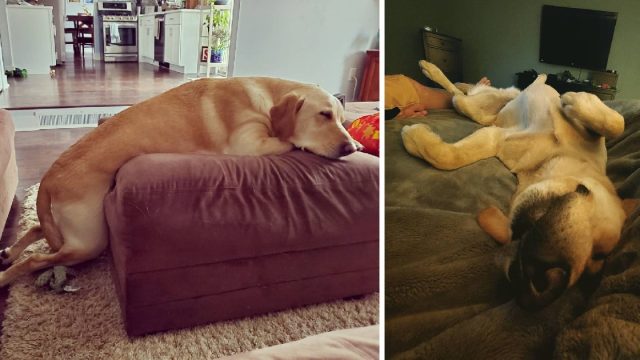 perro duerme posiciones raras