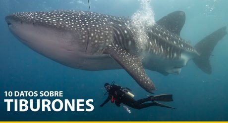 10 datos sobre tiburones que deberías conocer