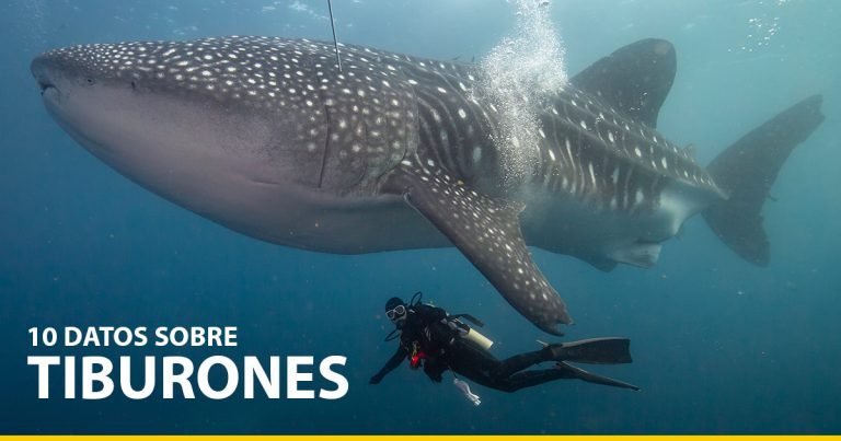 10 datos sobre tiburones que deberías conocer