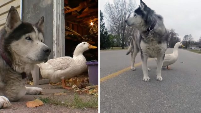Amistad improbable perro pato