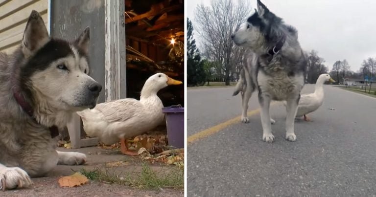 Amistad improbable perro pato