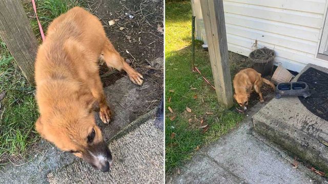 Cachorro atado fuera de un edificio