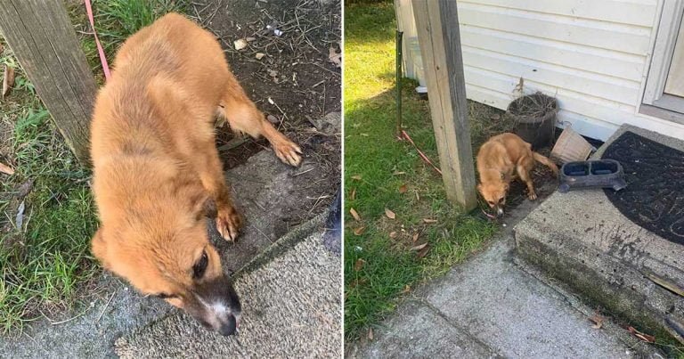 Cachorro atado fuera de un edificio