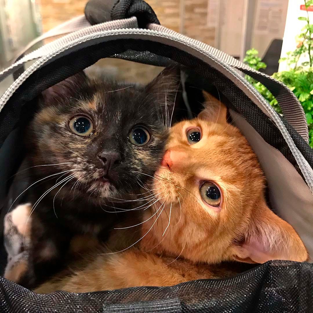 Ellie y Maui