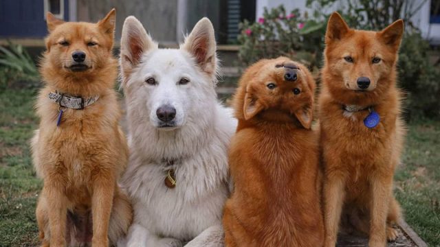 Este perro gira la cabeza para las fotos