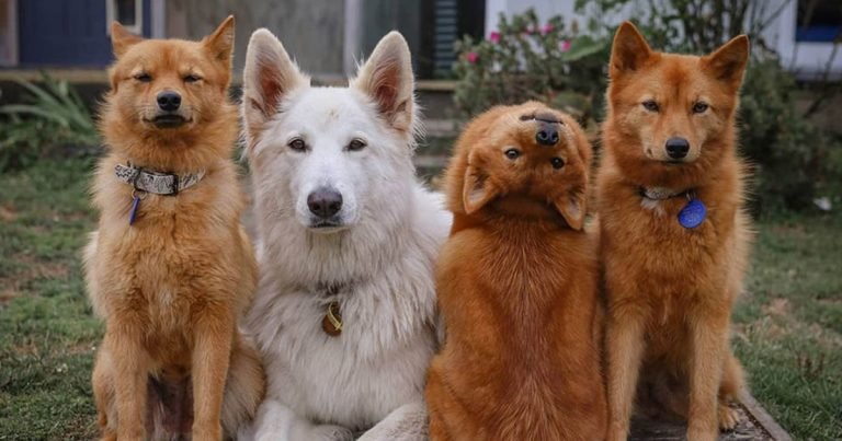 Este perro gira la cabeza para las fotos