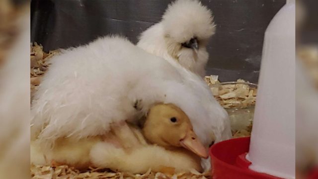 Gallina eclosiona un patito y nadie sabe de dónde viene