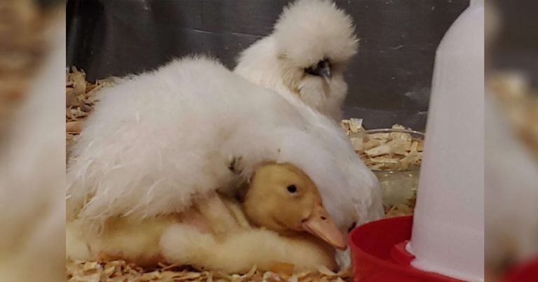 Gallina eclosiona un patito y nadie sabe de dónde viene