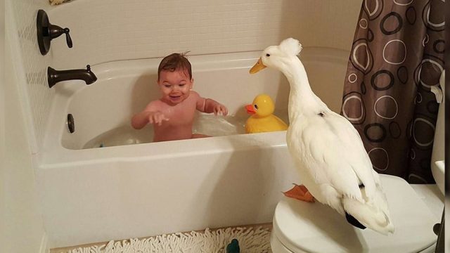Ganso no dejará que nada lastime a su niño favorito